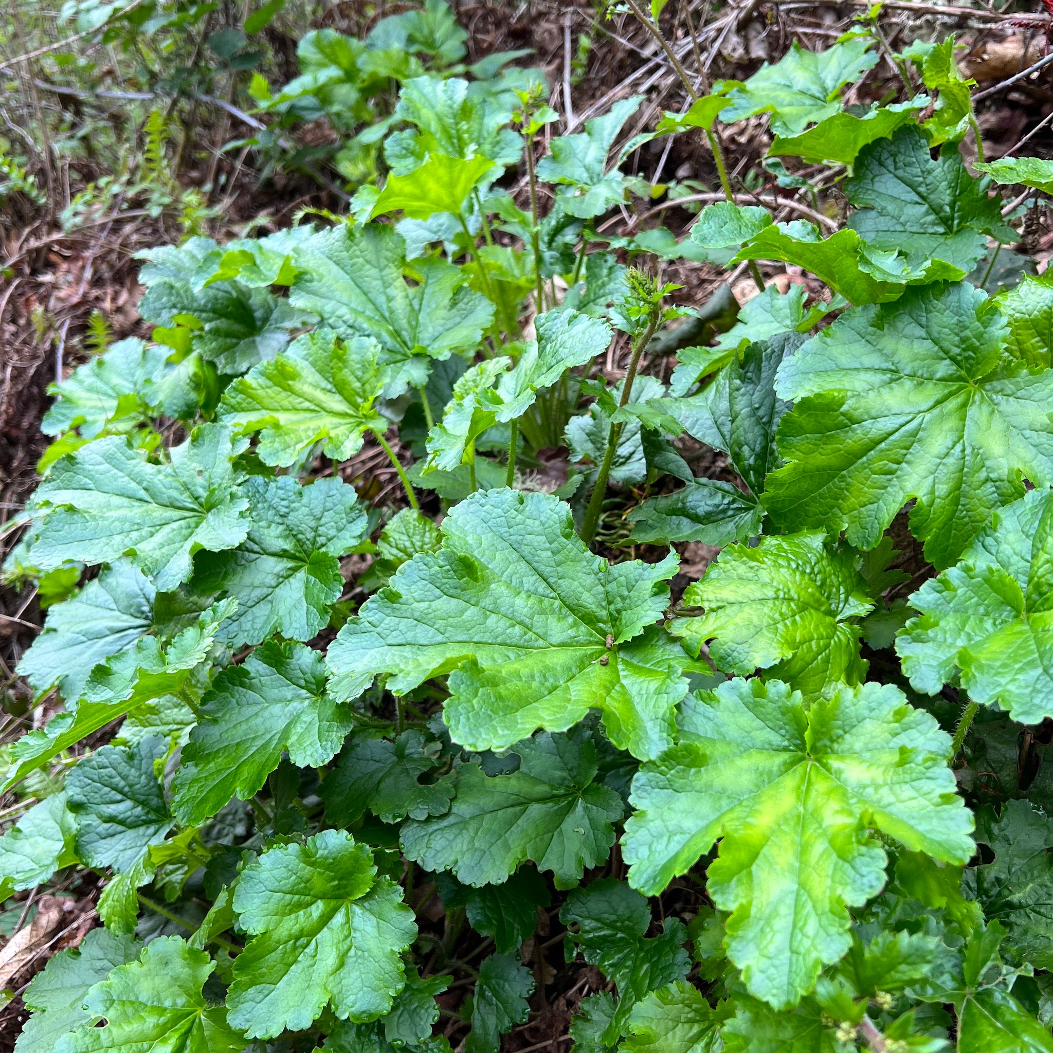 Heuchera micrantha - Crevice Alumroot