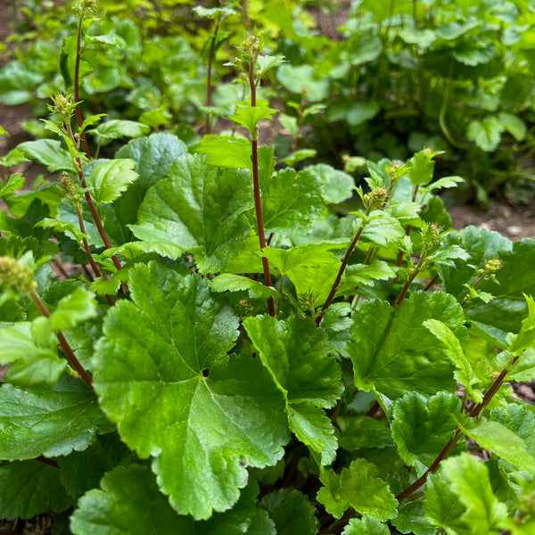 Heuchera micrantha - Crevice Alumroot
