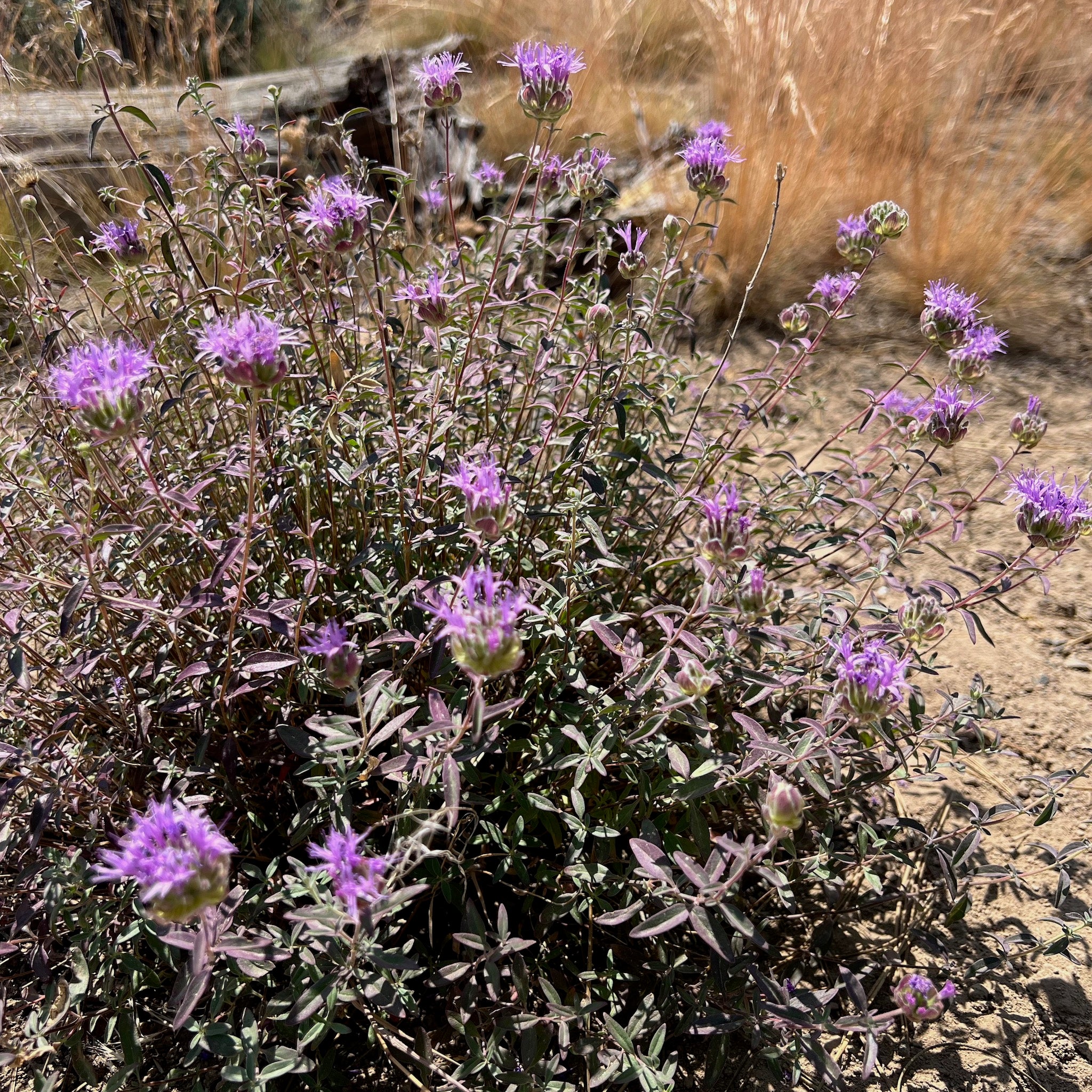 Monardella odoratissima - Coyote Mint