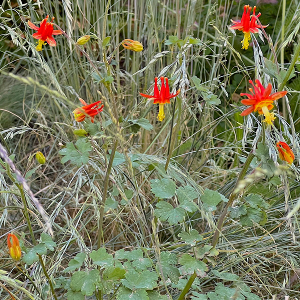 Aquilegia formosa - Western Columbine