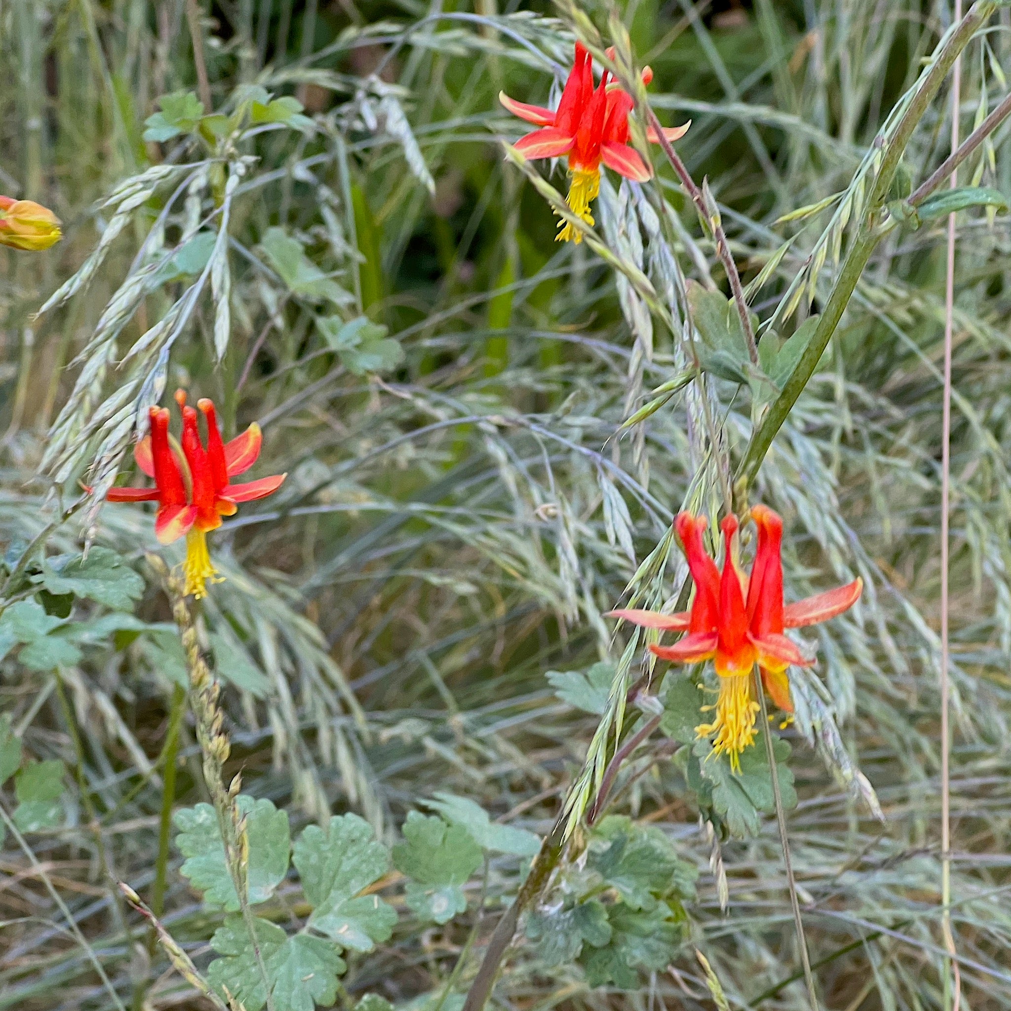 Aquilegia formosa - Western Columbine