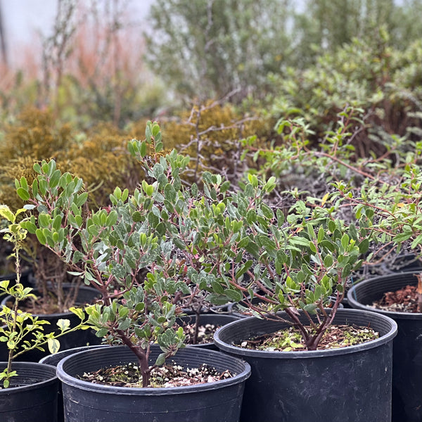 Green Seed Gardens Gift Card