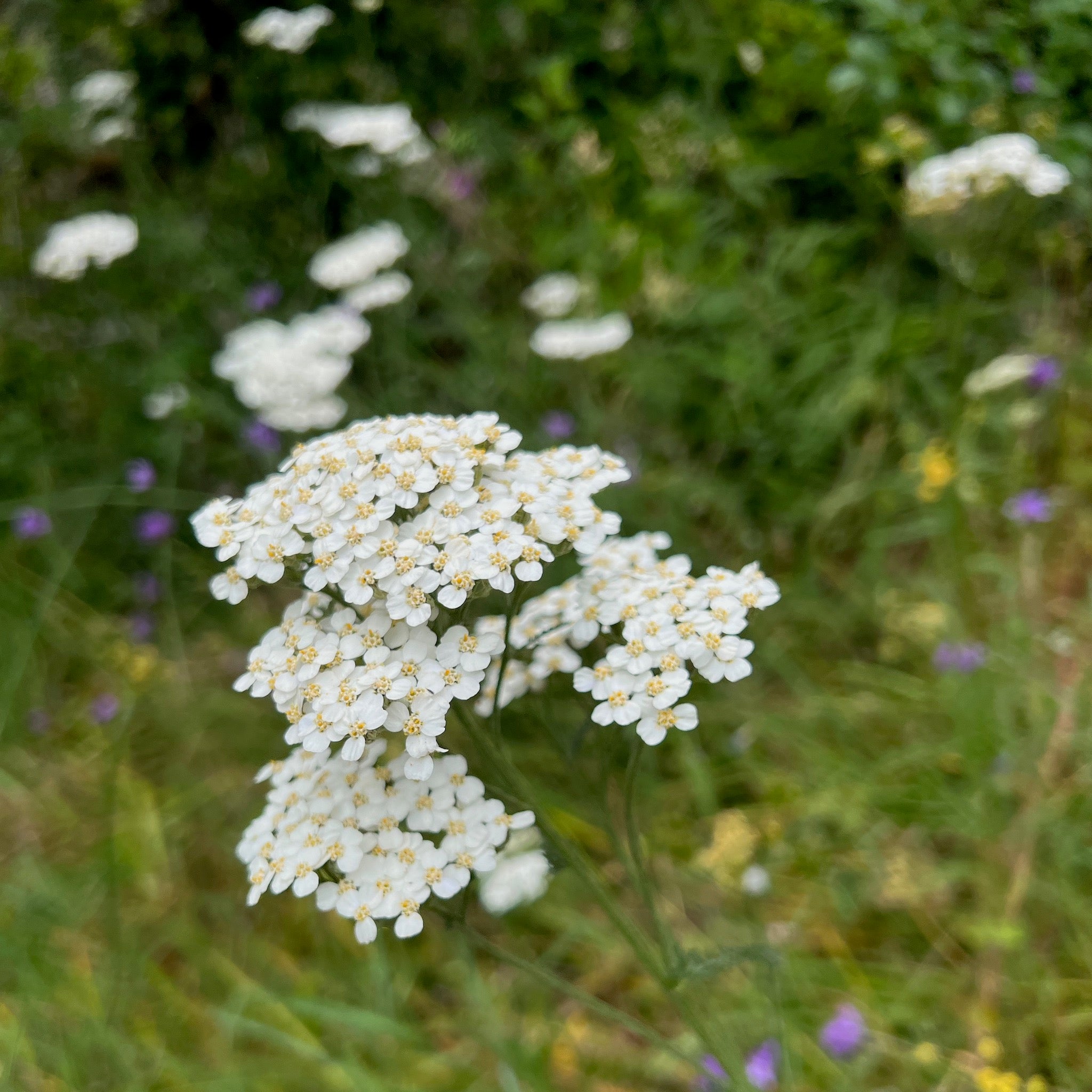 Achillea millefolium var. occidentalis - Western Yarrow