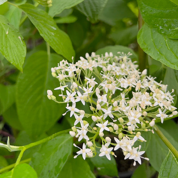 Cornus sericea - Red-twig Dogwood