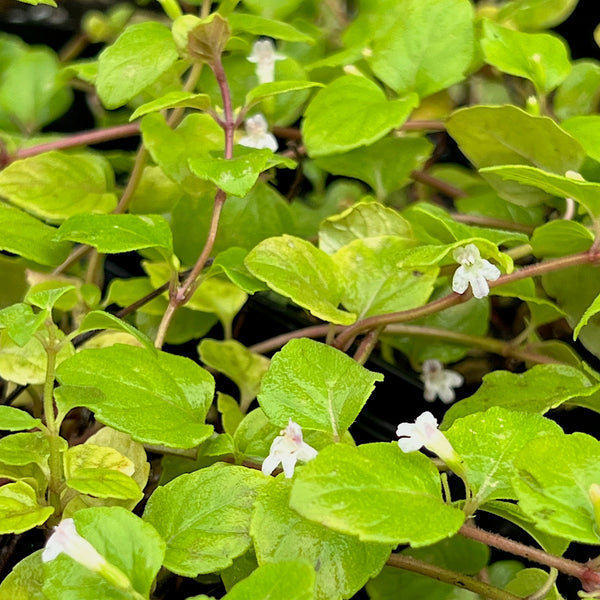 Clinopodium douglasii - Yerba Buena