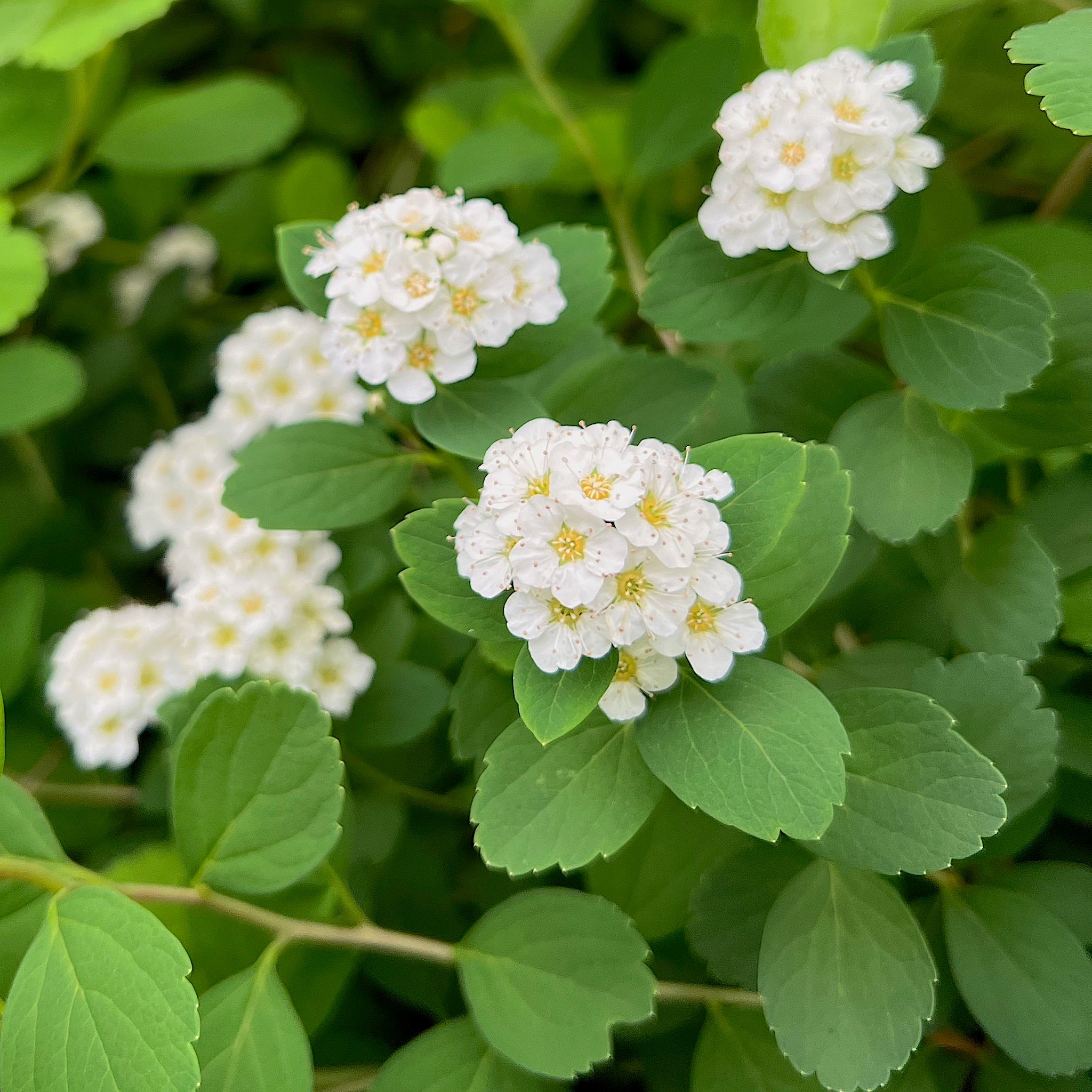 Spiraea lucida - Shinyleaf/Birchleaf Spirea