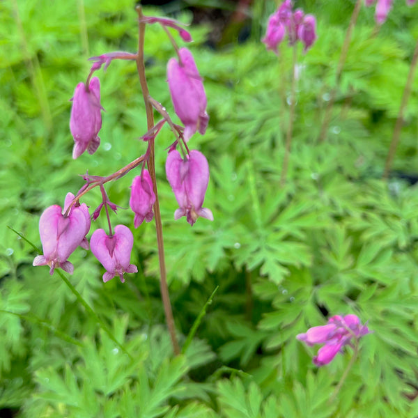 Dicentra formosa - Pacific Bleeding Heart