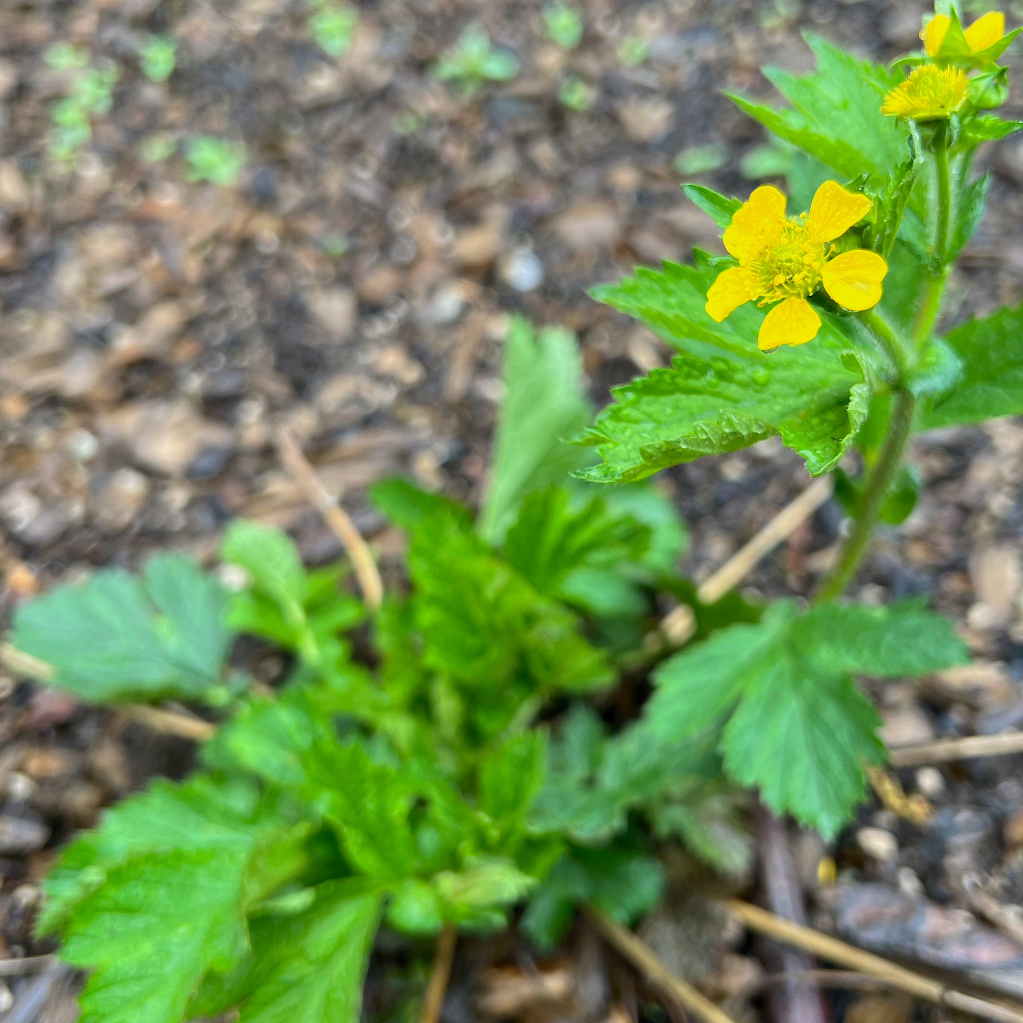 Geum Macrophyllum Large Leaf Avens Green Seed Gardens Geum macrophyllum large leaf avens green seed gardens