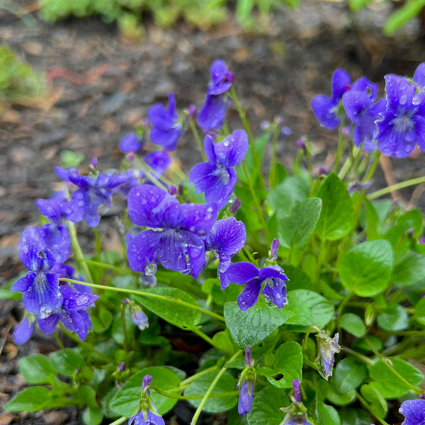 Viola adunca - Early Blue Violet