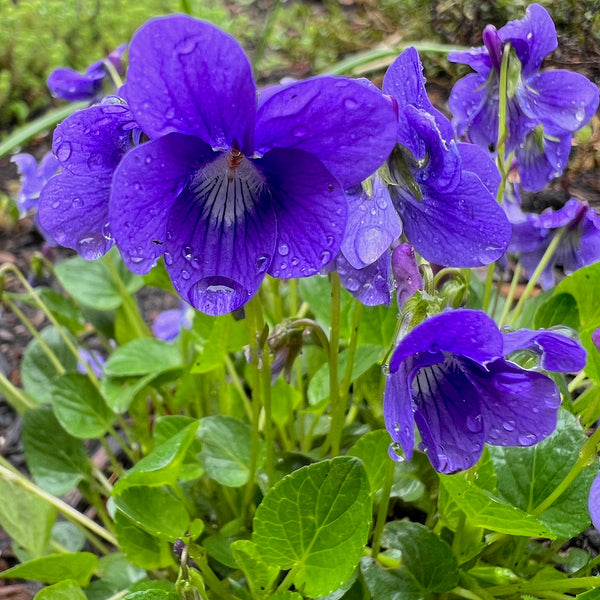 Viola adunca - Early Blue Violet