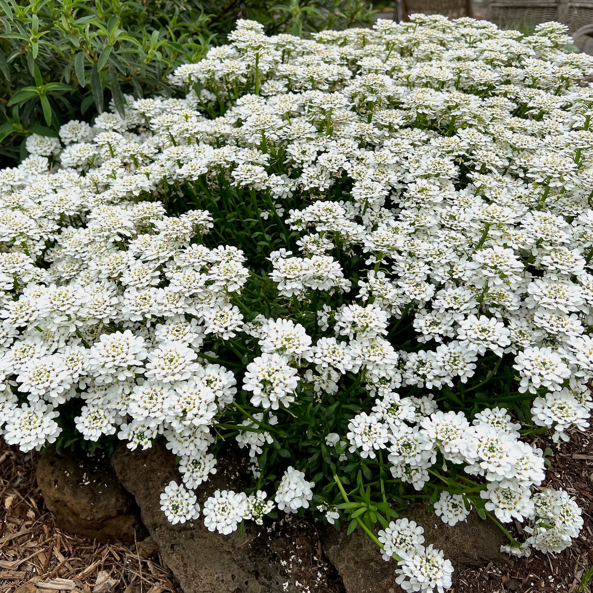 Iberis sempervirens 'Purity' - Purity Candytuft – Green Seed Gardens