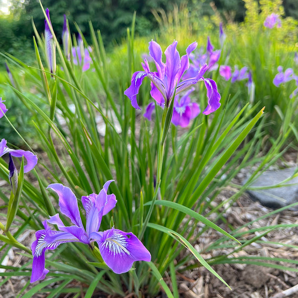 Iris Tenax - Oregon Iris