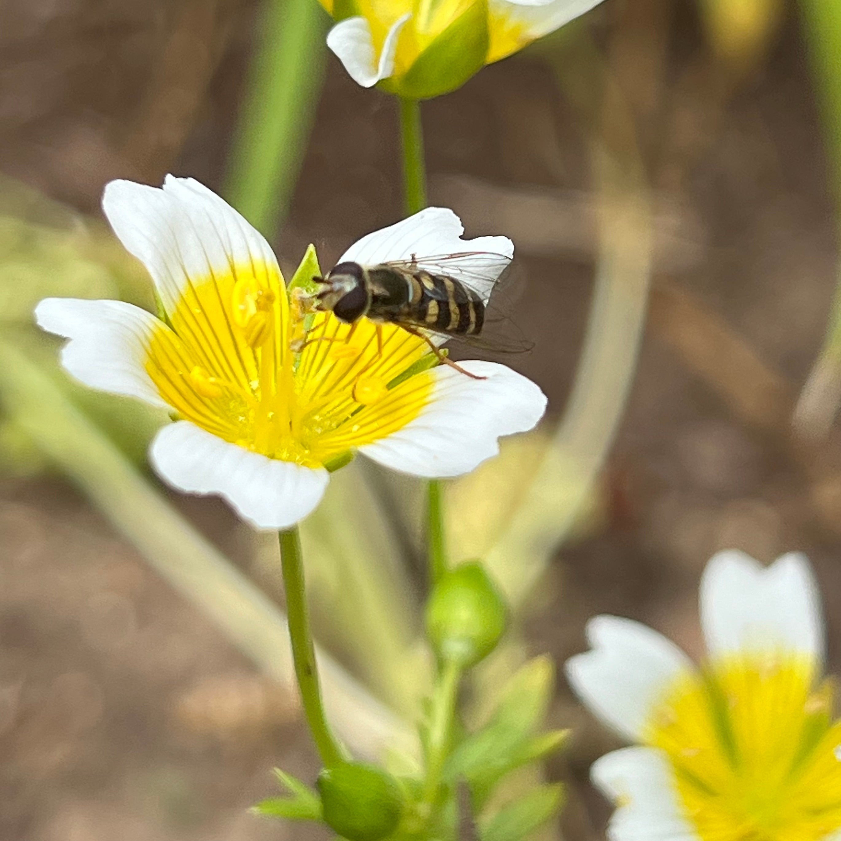 Limnanthes douglasii - Douglas Meadowfoam