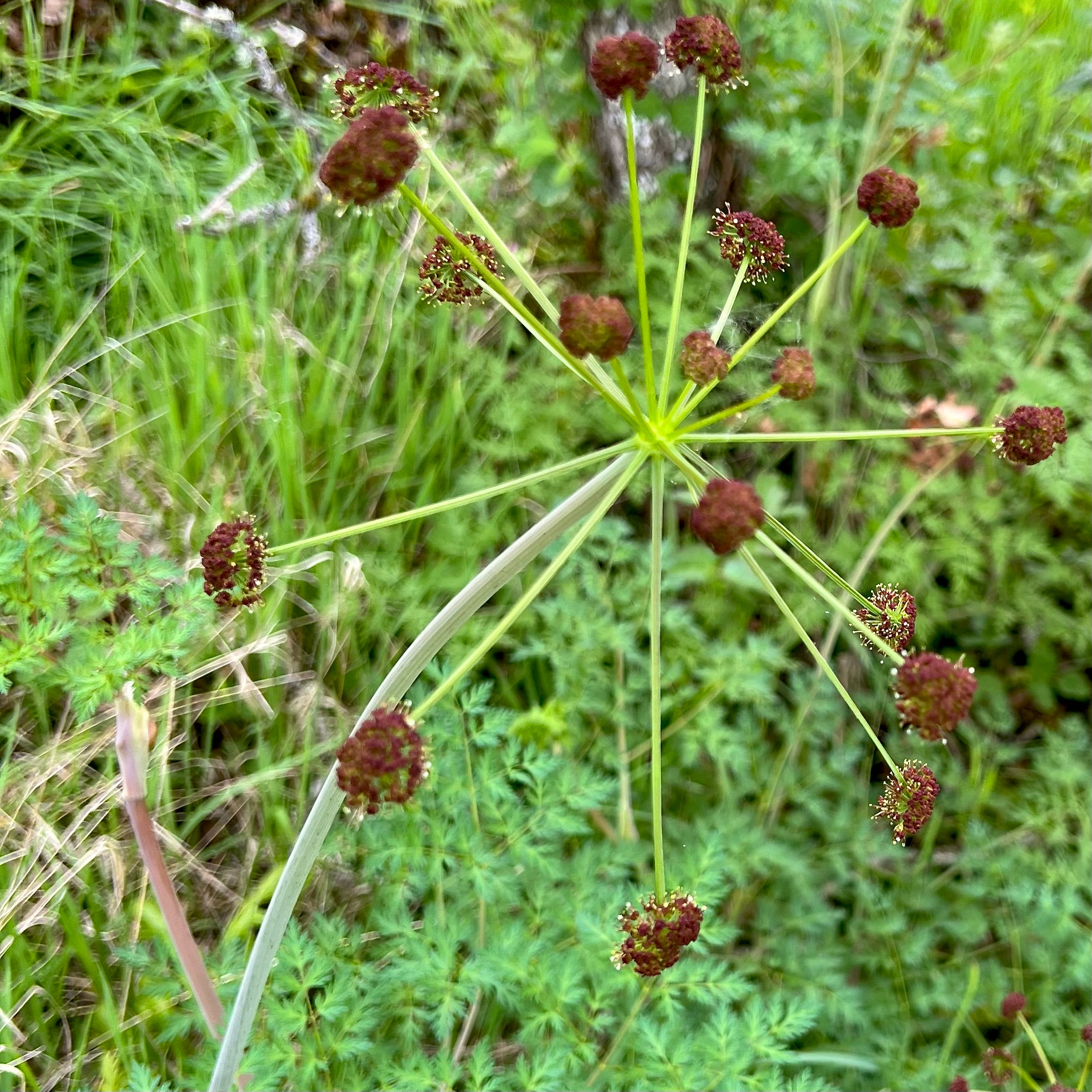 Lomatium dissectum - Fernleaf Biscuitroot
