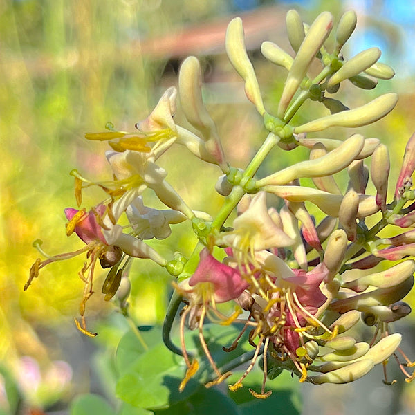 Lonicera hispidula x interrupta - Hybrid Honeysuckle