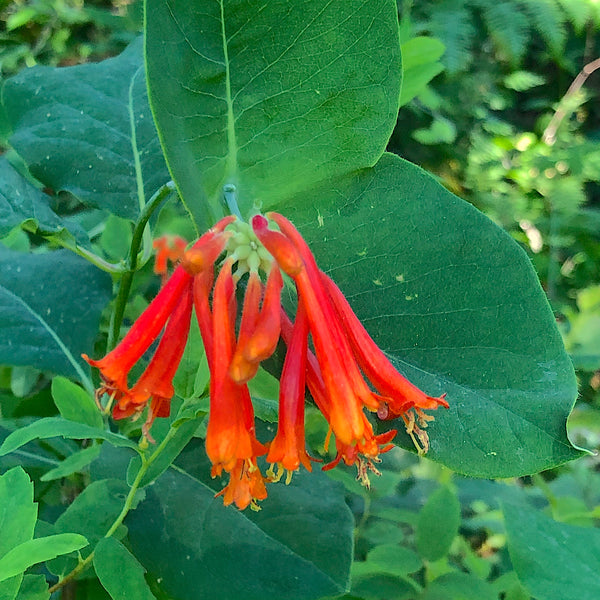 Lonicera ciliosa - Orange Honeysuckle