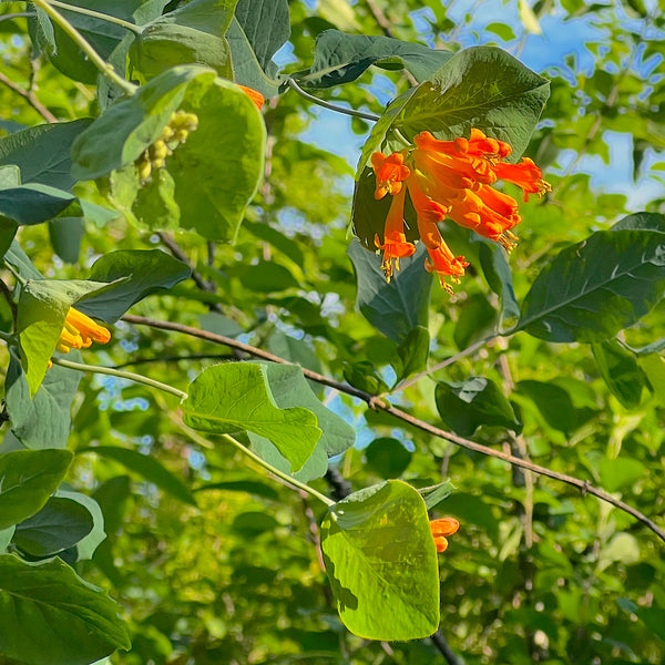 Lonicera ciliosa - Orange Honeysuckle