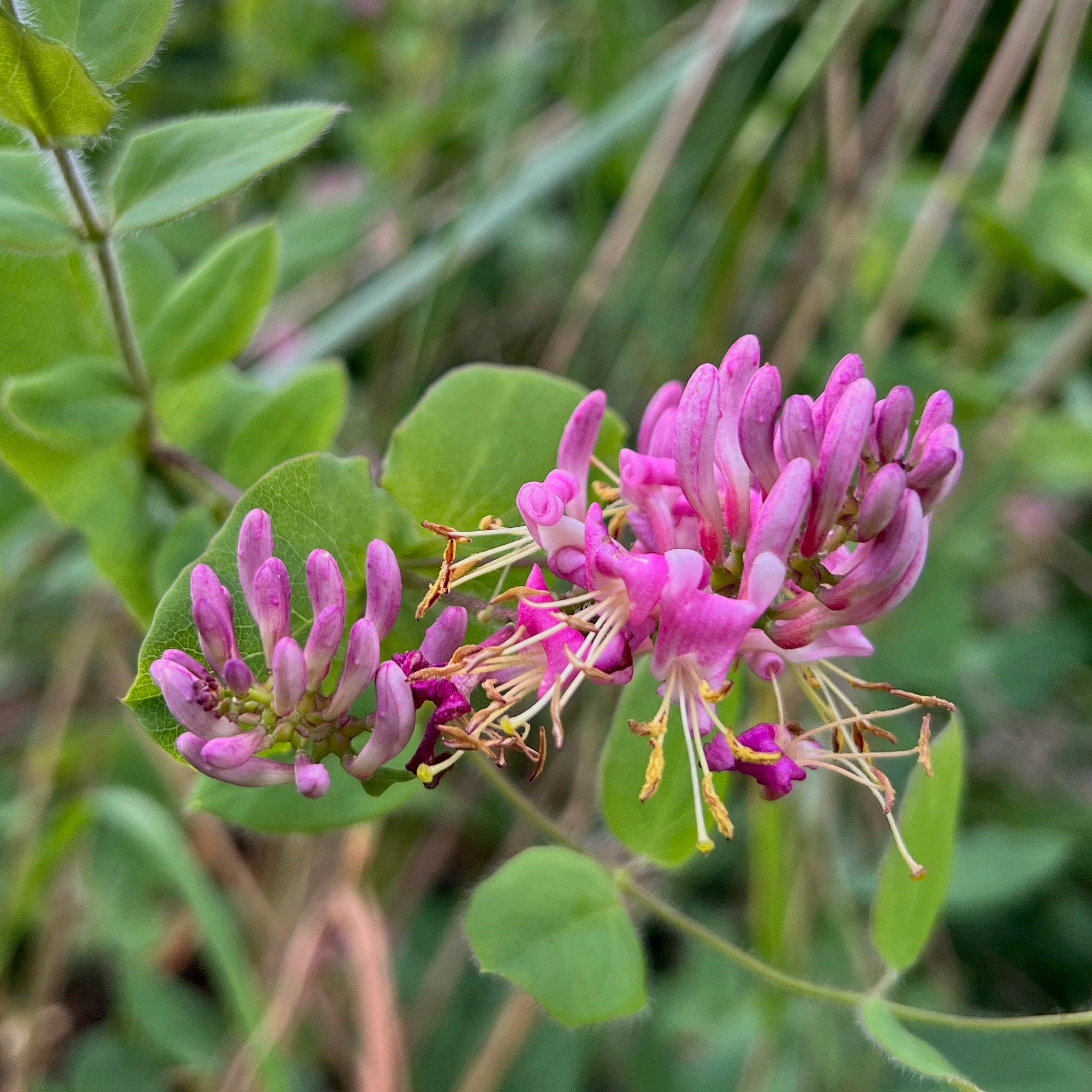 Lonicera hispidula - Pink Honeysuckle