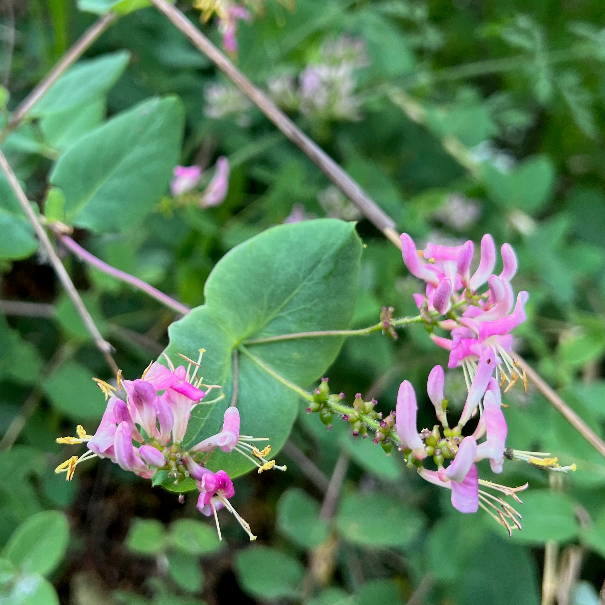 Lonicera hispidula - Pink Honeysuckle