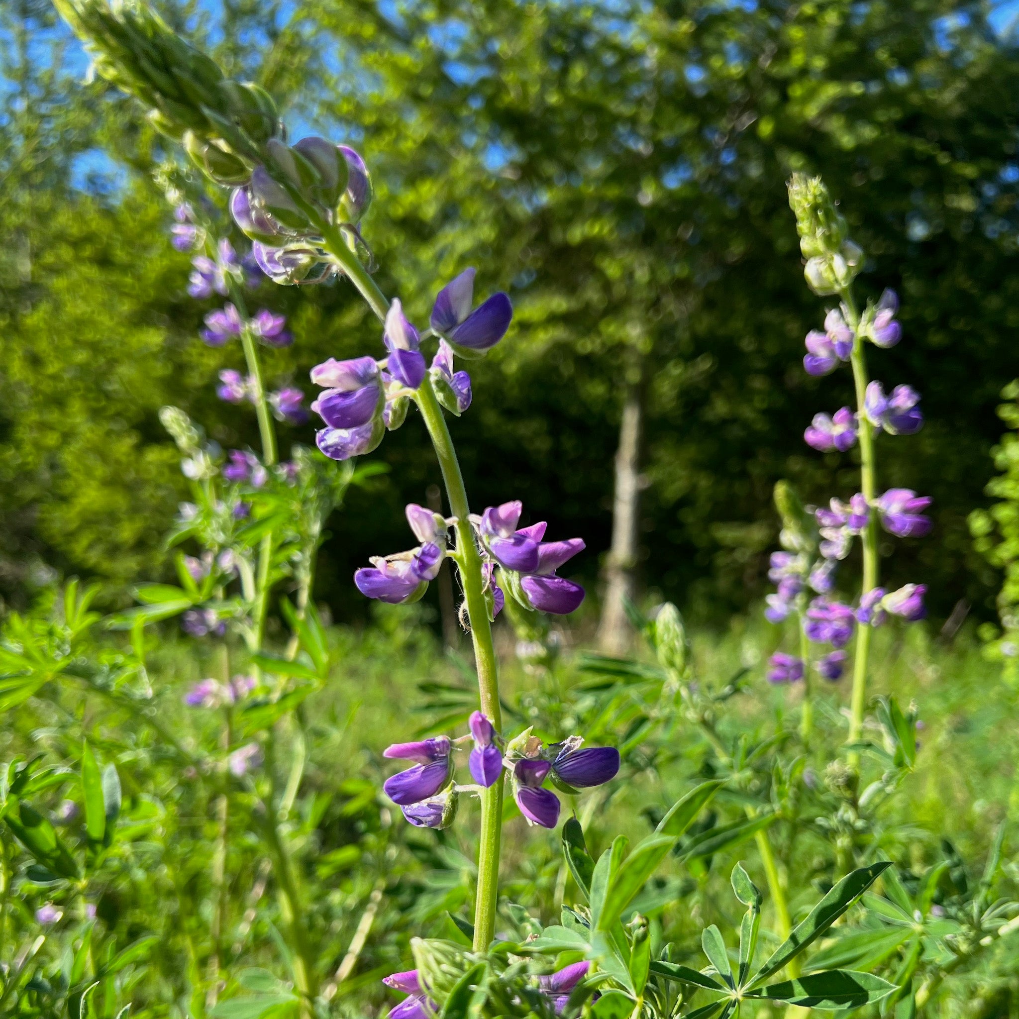 Lupinus rivularis - Riverbank Lupine