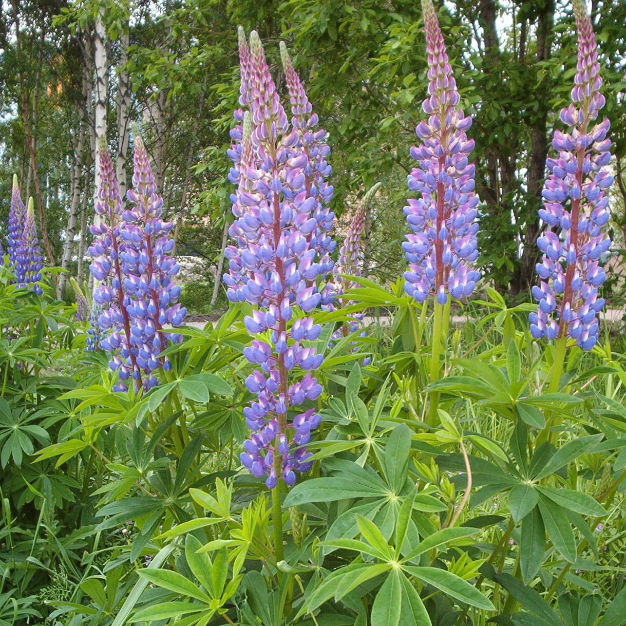 Lupinus polycarpus - Bigleaf Lupine