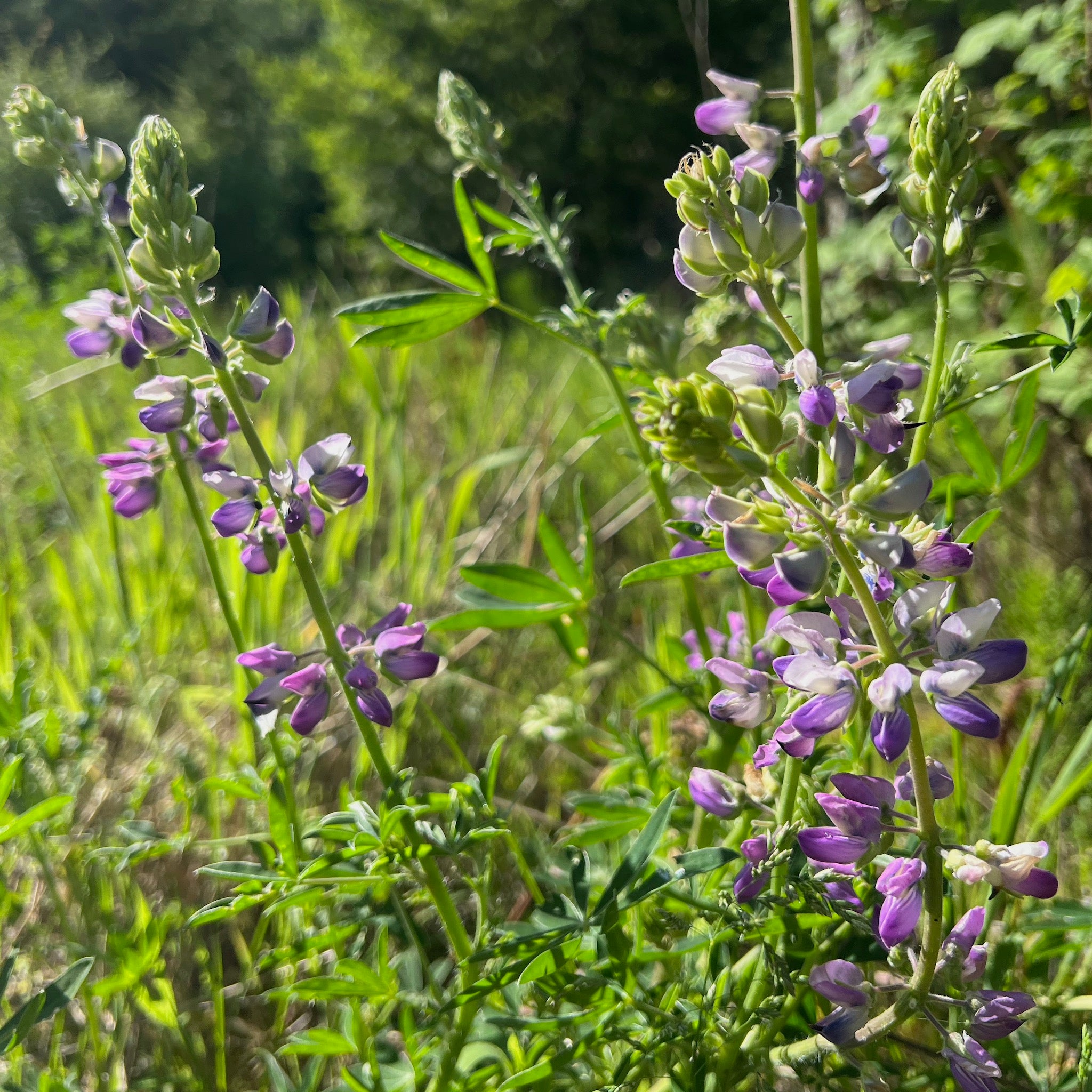 Lupinus rivularis - Riverbank Lupine