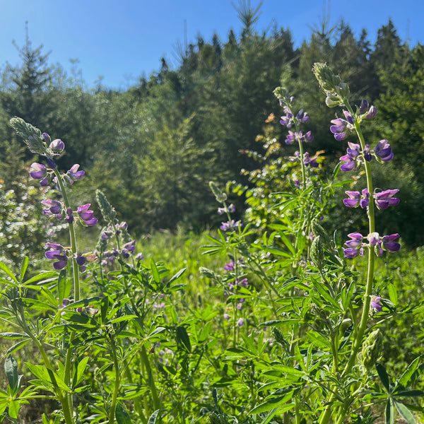 Lupinus rivularis - Riverbank Lupine
