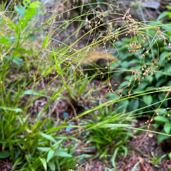 Luzula parviflora - Small-flowered Woodrush