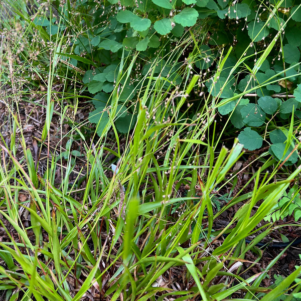 Luzula parviflora - Small-flowered Woodrush