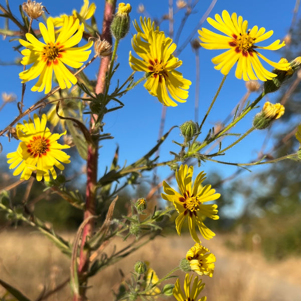 Madia elegans - Common Madia
