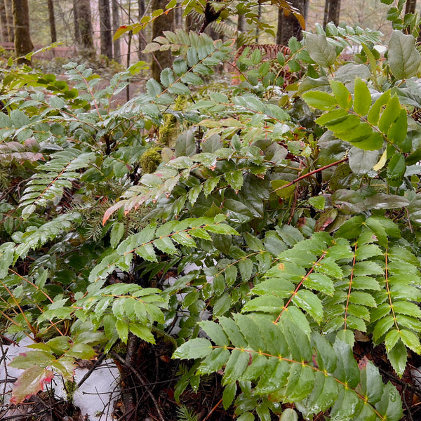 Mahonia nervosa - Cascade Oregon Grape
