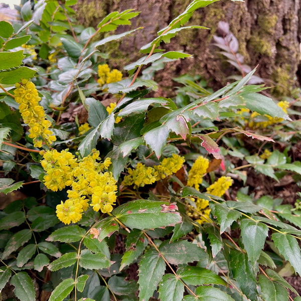 Mahonia nervosa - Cascade Oregon Grape