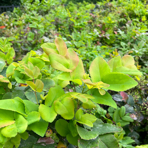 Mahonia repens - Creeping Oregon Grape