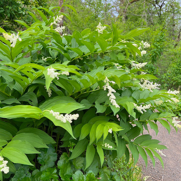 Maianthemum racemosum - False Solomon Seal