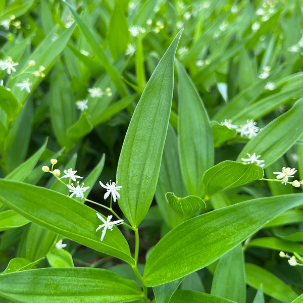 Maianthemum stellata - Star Flowered False Solomon Seal