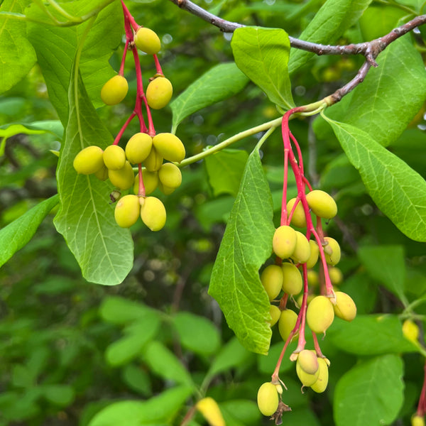 Oemleria cerasiformis - Osoberry