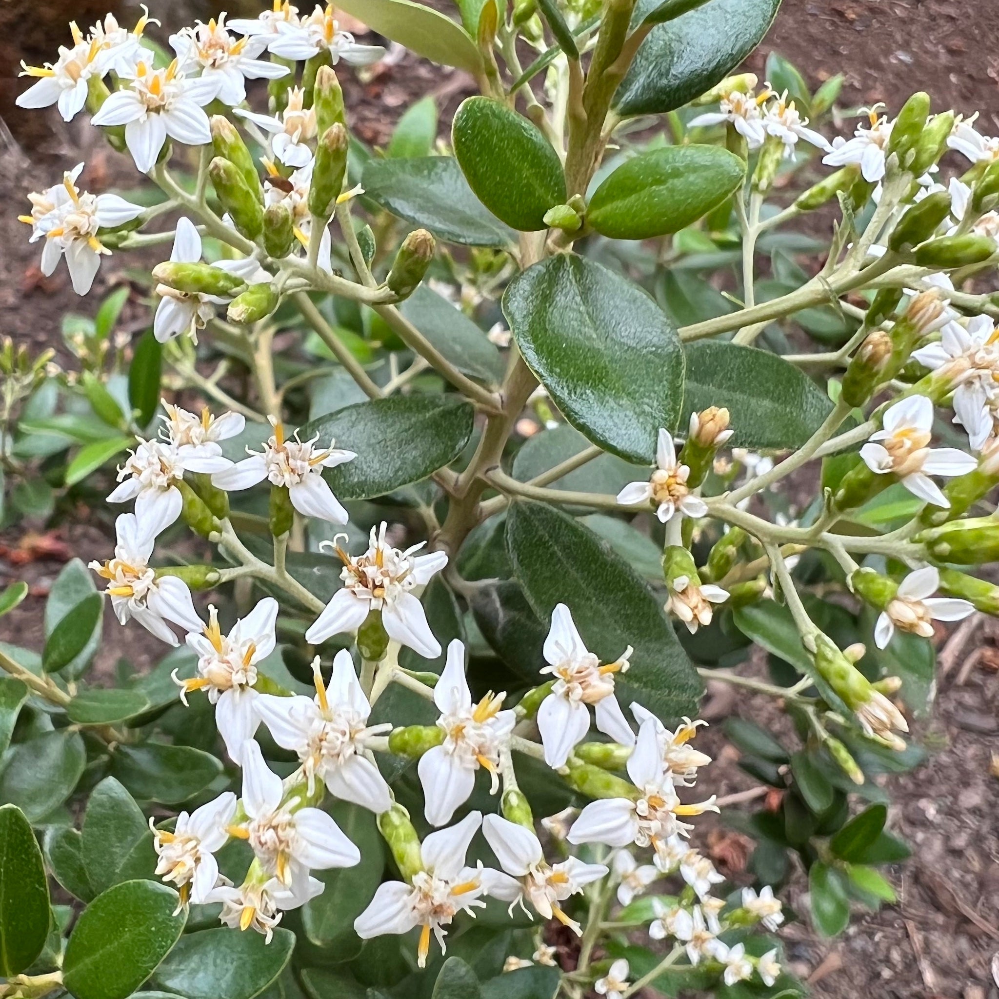 Olearia x haastii - Daisy Bush