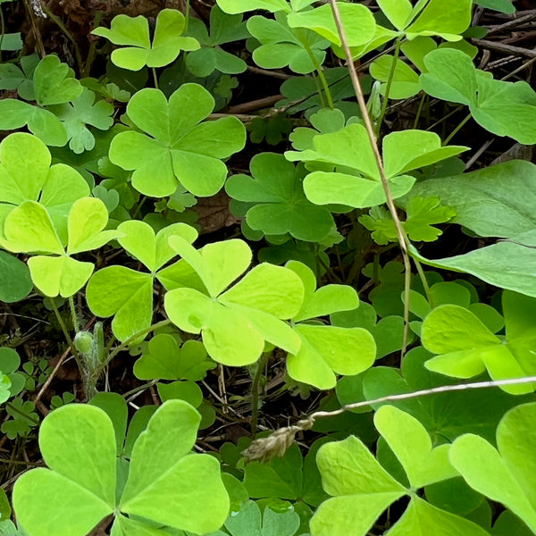 Oxalis oregana - Redwood Sorrel