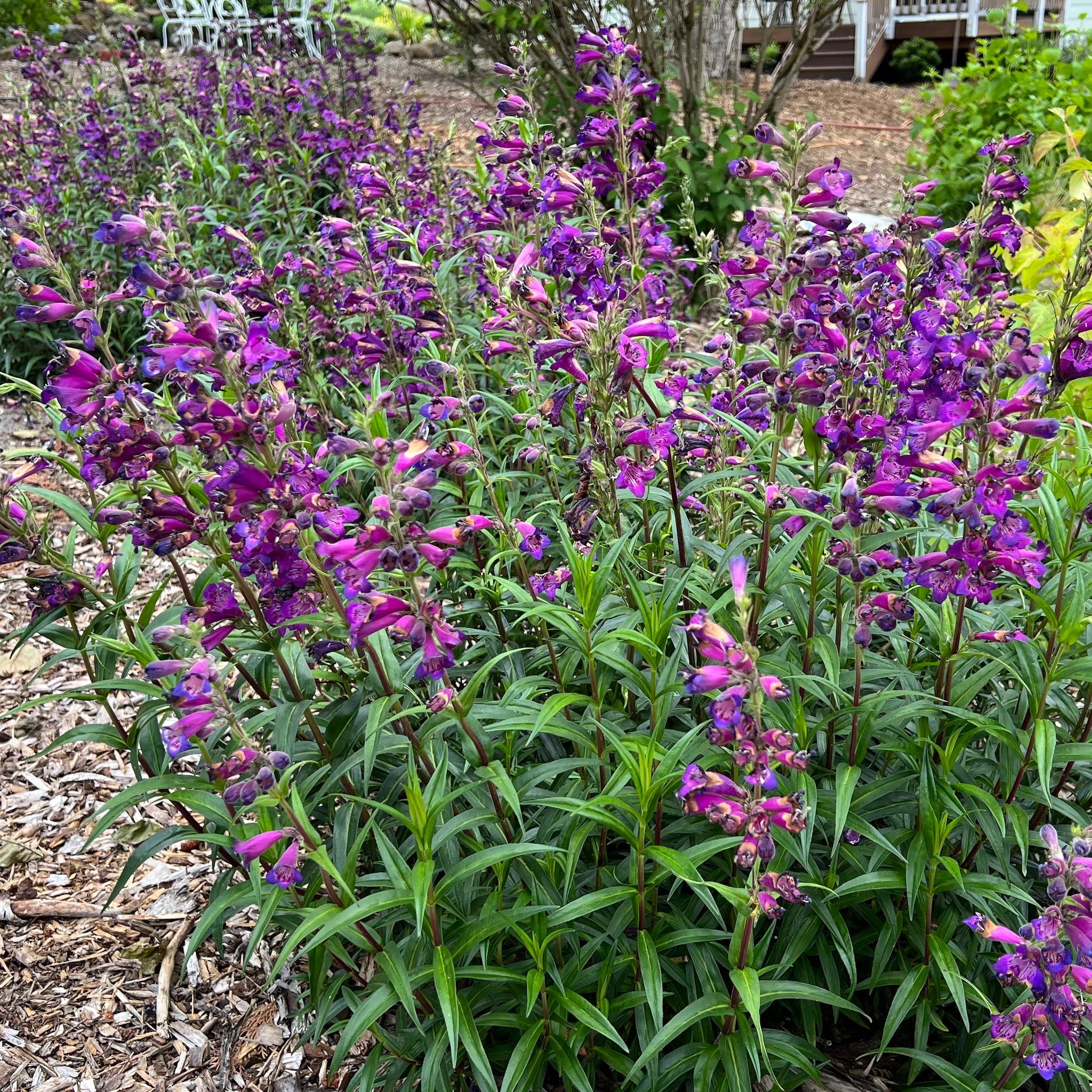 Penstemon ‘Enor’ - Enor Beardtounge