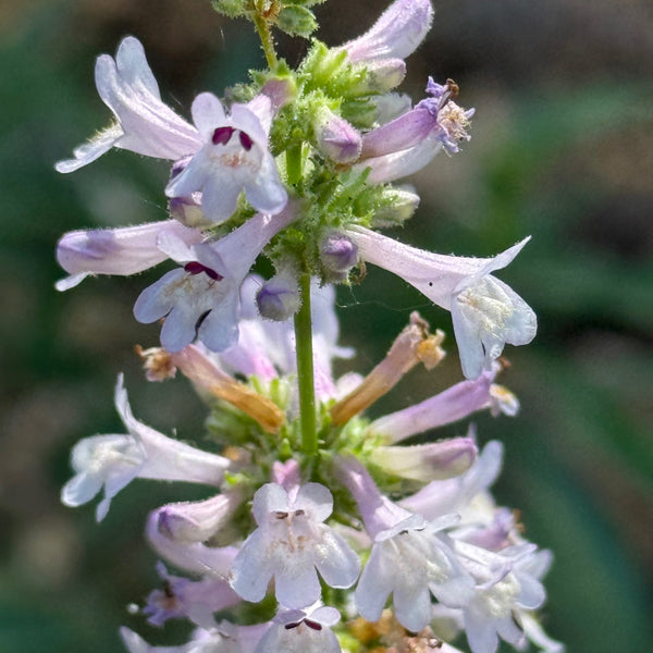Penstemon Peckii - Peck's Penstemon
