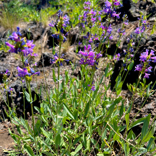 Penstemon euglaucus - Glaucus Penstemon