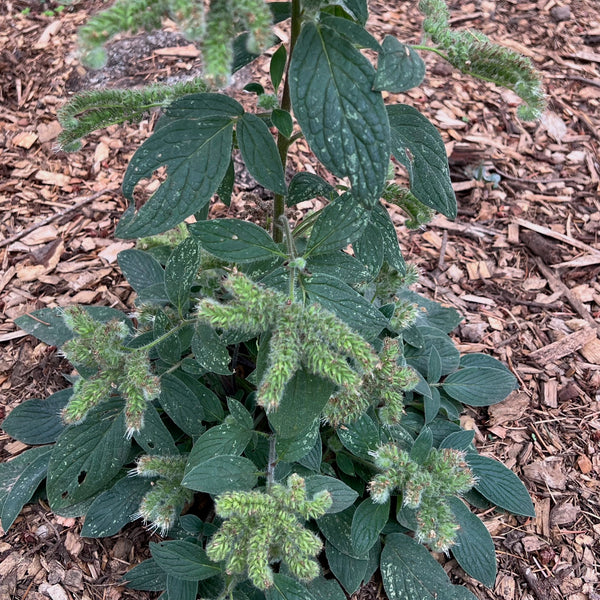 Phacelia nemoralis - Oregon Phacelia