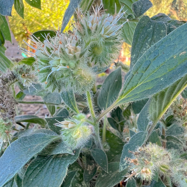 Phacelia nemoralis - Oregon Phacelia