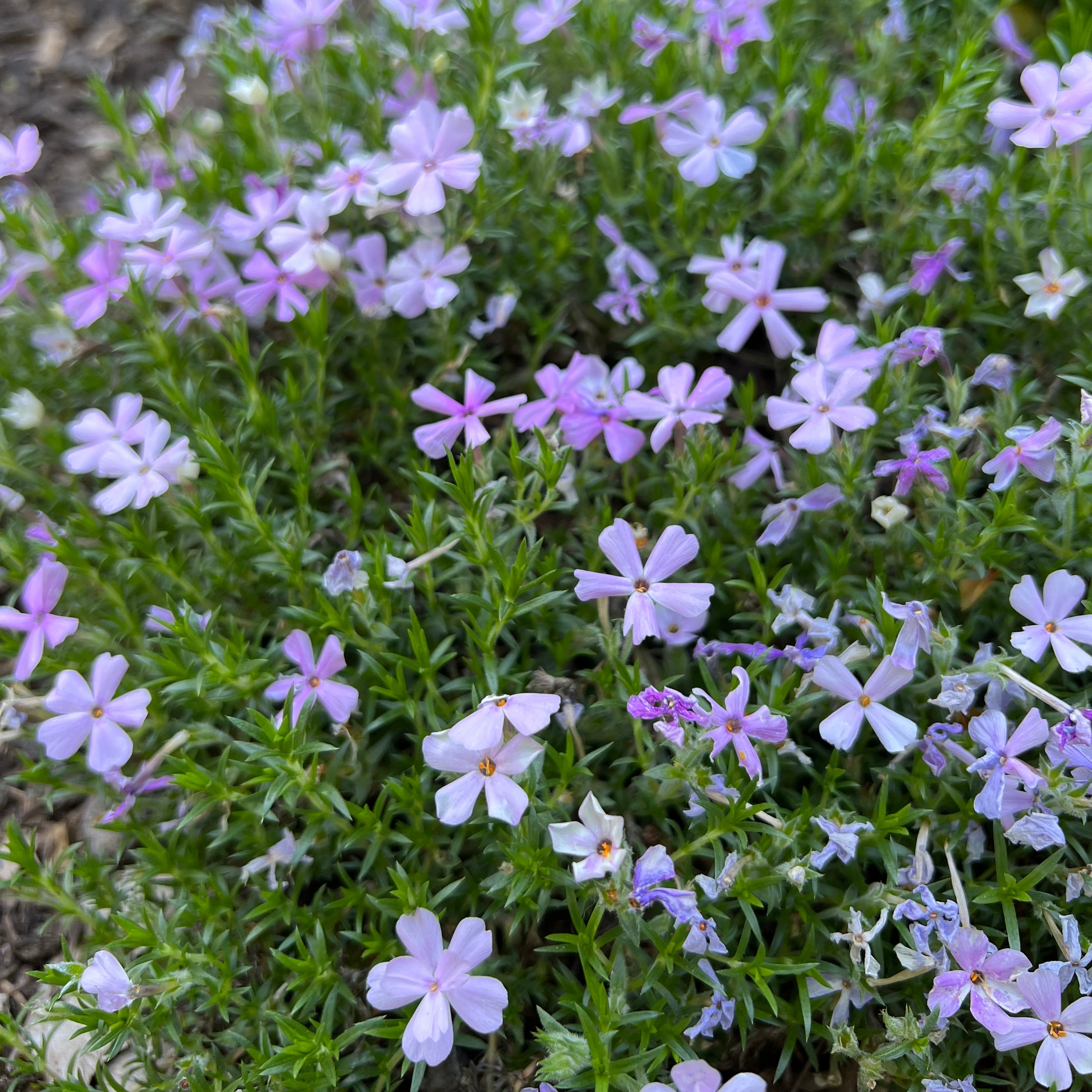 Phlox diffusa - Spreading Phlox