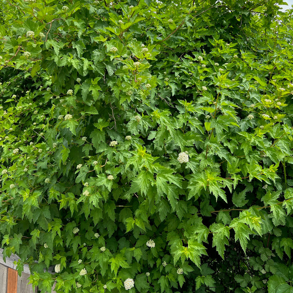 Physocarpus capitatus - Pacific Ninebark