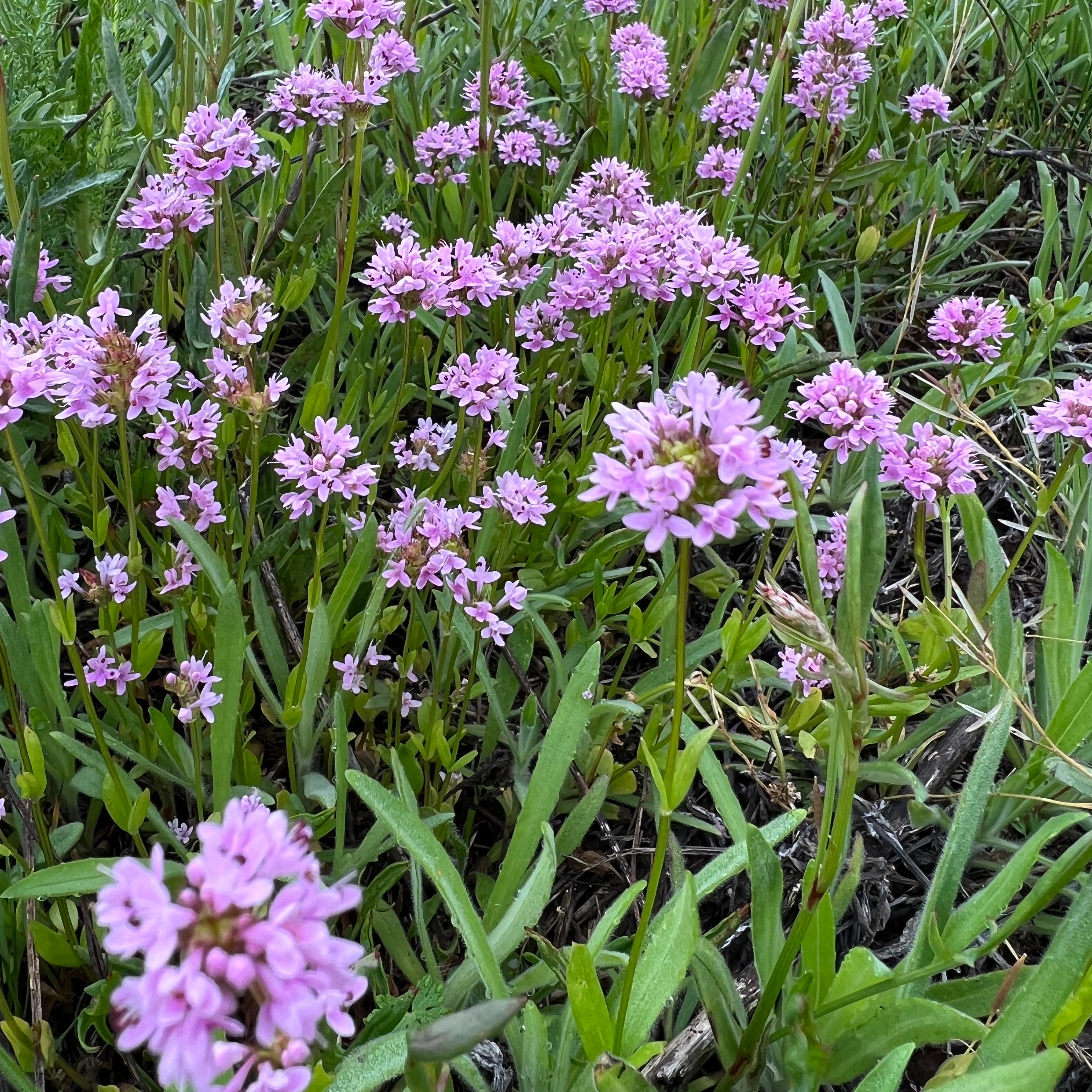 Plectritis congesta - Sea Blush