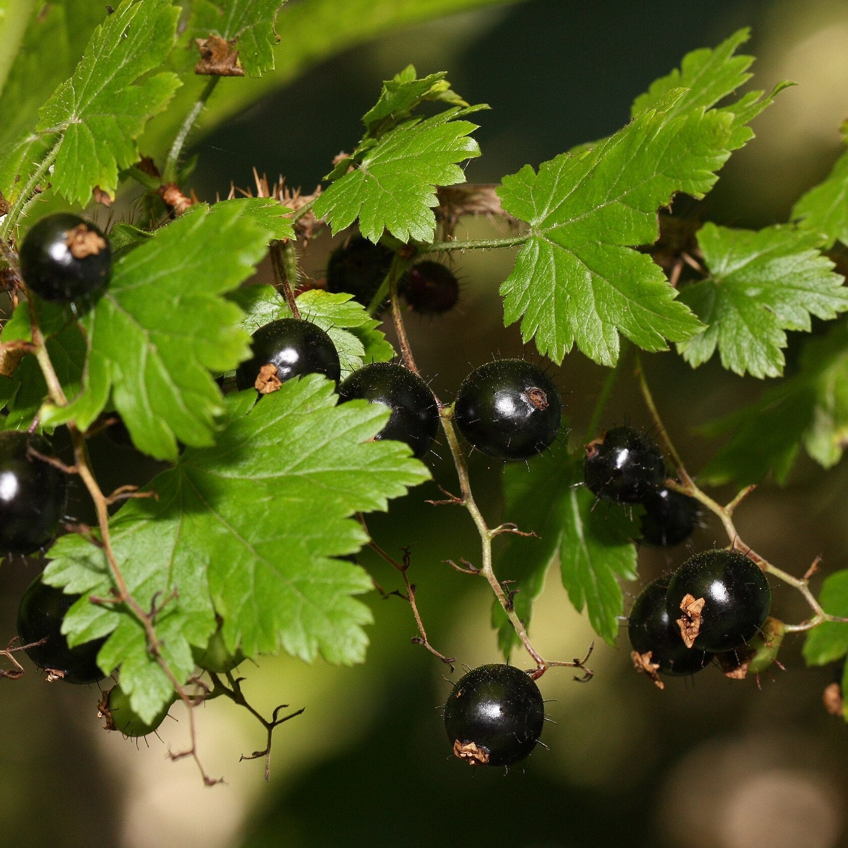 Ribes lacustre - Prickly Currant