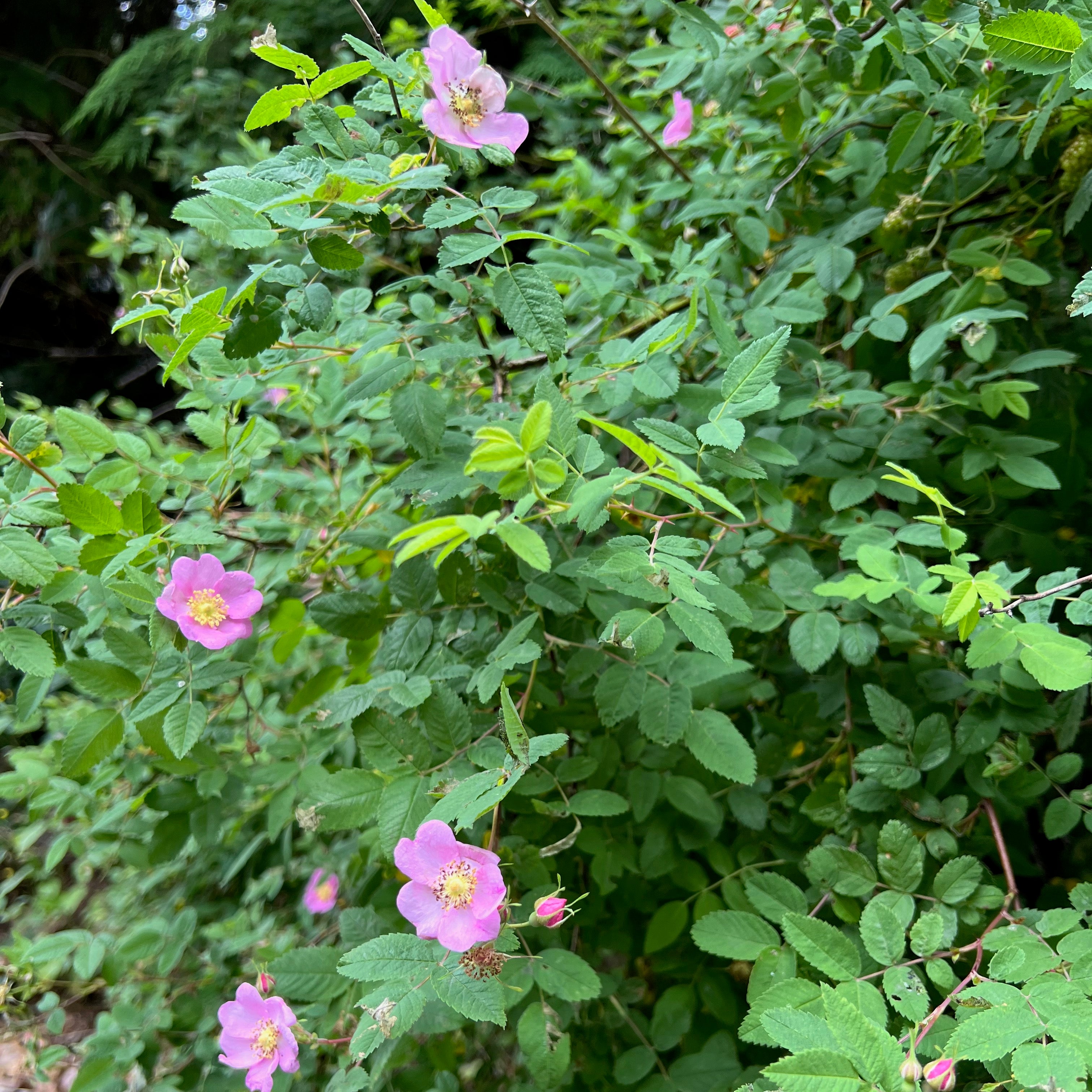 Rosa pisocarpa - Cluster Rose