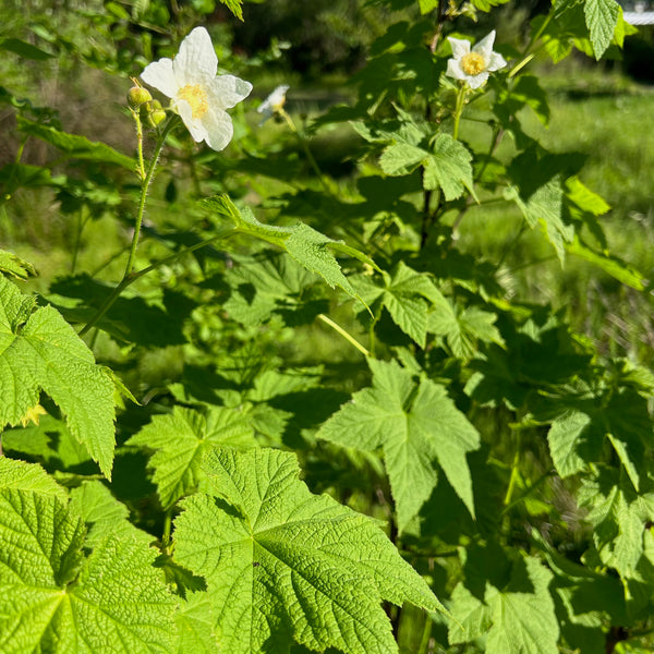 Rubus parviflorus - Thimbleberry