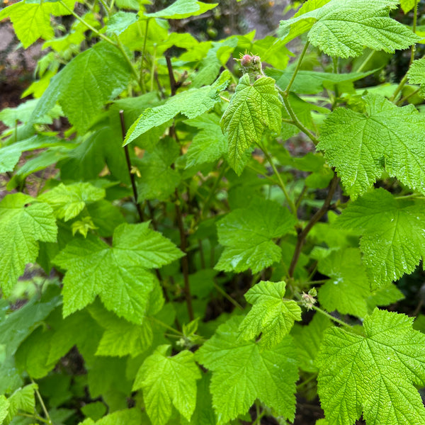 Rubus parviflorus - Thimbleberry